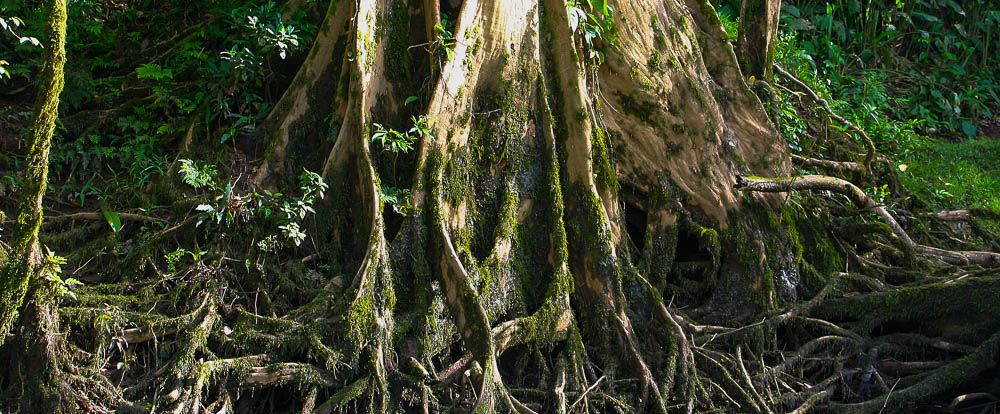 Roots on the side of the Sarapiqui River during a safari tour