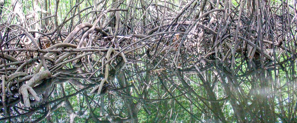 sierpe manglar forest 4