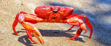 red-crab-on-the-sand-osa-peninsula