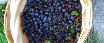 blueberries-superfood