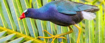 purple-gallinule-on-sierpe-mangler