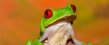 red-eye-green-tree-frog-playa-nicueza-7