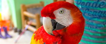 Scarlet Macaw Close Up at a Refuge