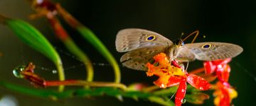 butterfly-feeding-inbio-park-heredia-2