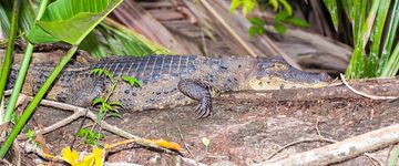 caiman-on-log-tortuguero-1