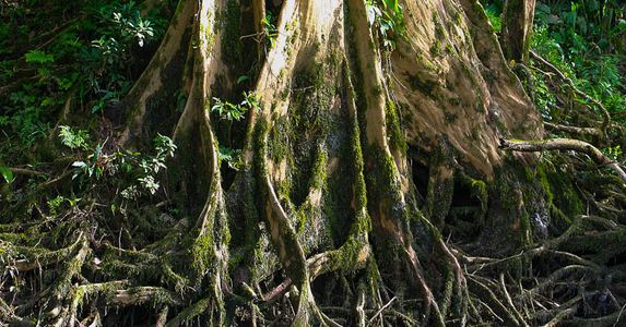 Roots on the side of the Sarapiqui River during a safari tour