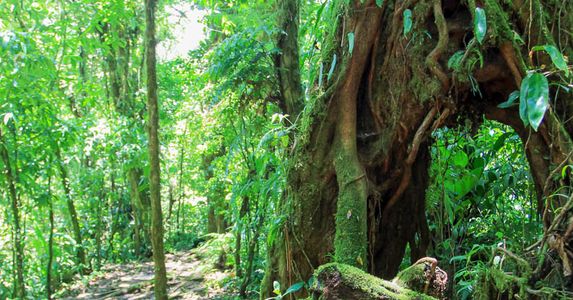 santa elena reserve trail weird tree 1