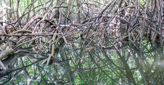 sierpe manglar forest 4