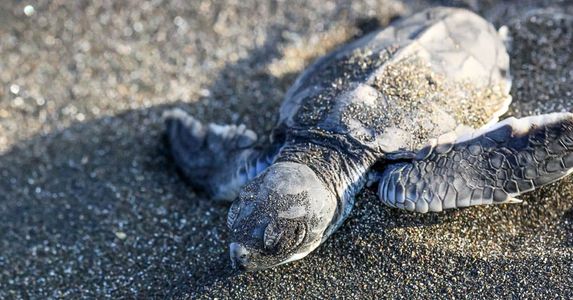 tortuguero destination baby turtle 1