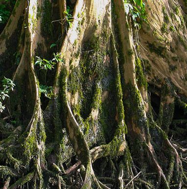 Roots on the side of the Sarapiqui River during a safari tour