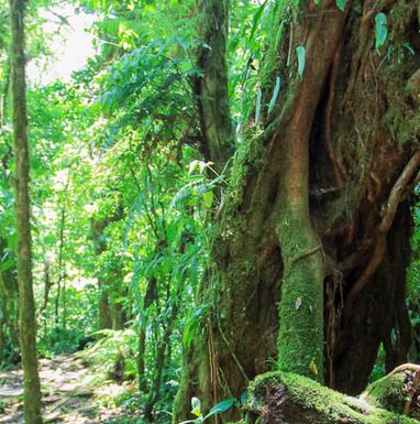 santa-elena-reserve-trail-weird-tree-1
