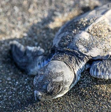 tortuguero-destination-baby-turtle-1