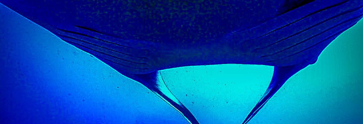 view from below a giant manta ray