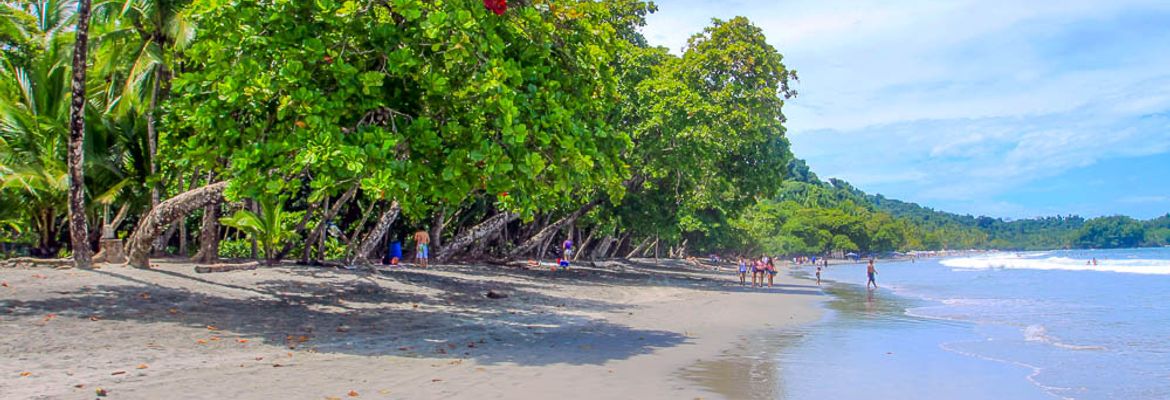 espadilla beach trees 1