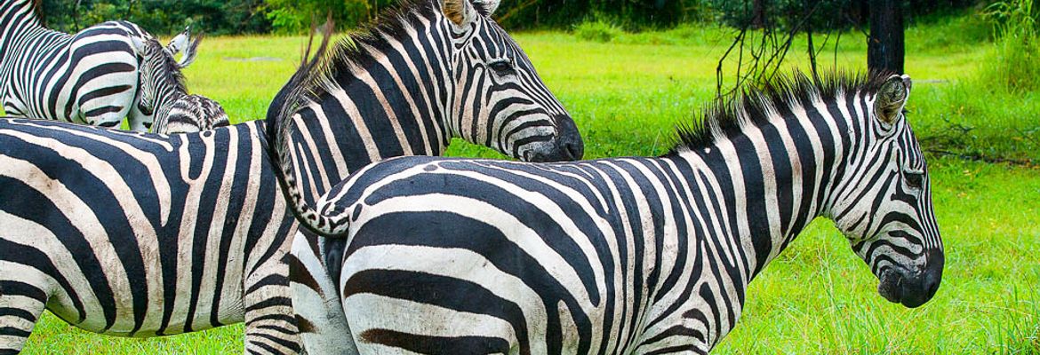 chapman zebra africa mia liberia 1