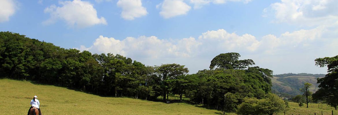 helaconia ranch pasture 1