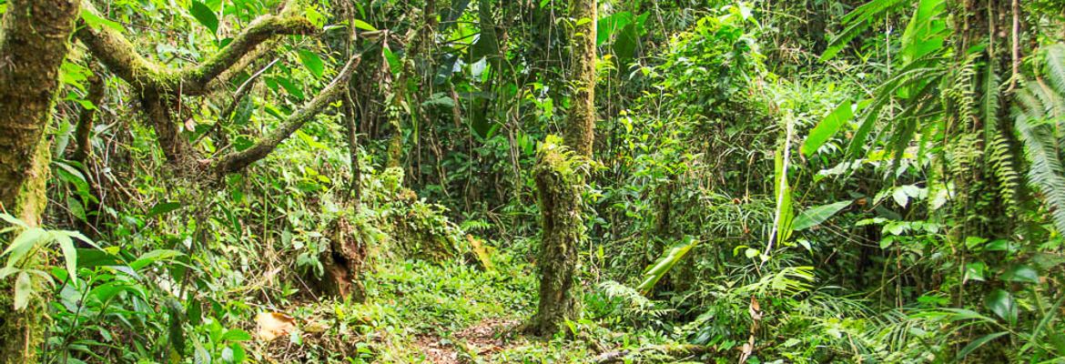 san gerardo forest 1