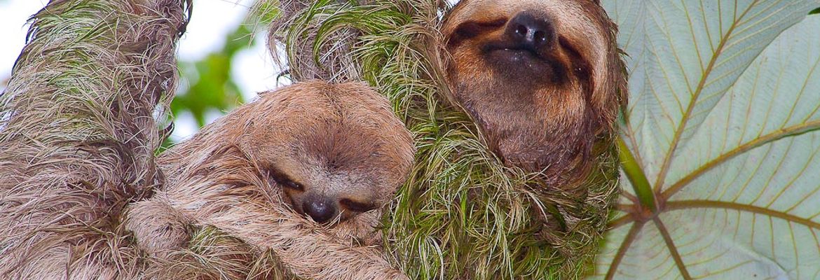 sloths on cecropia tree manuel antonio 2