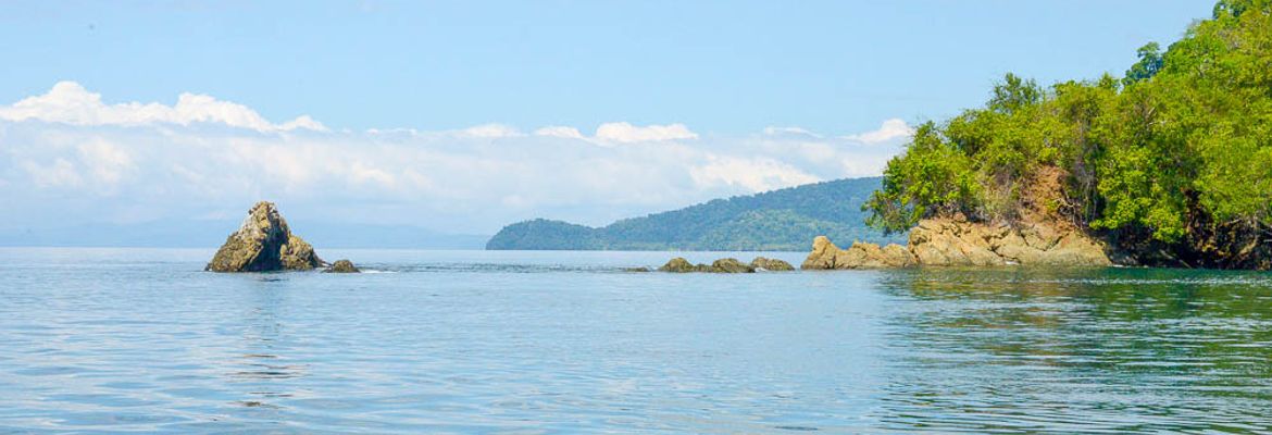 golfo dulce dolphin tour puerto jimenez