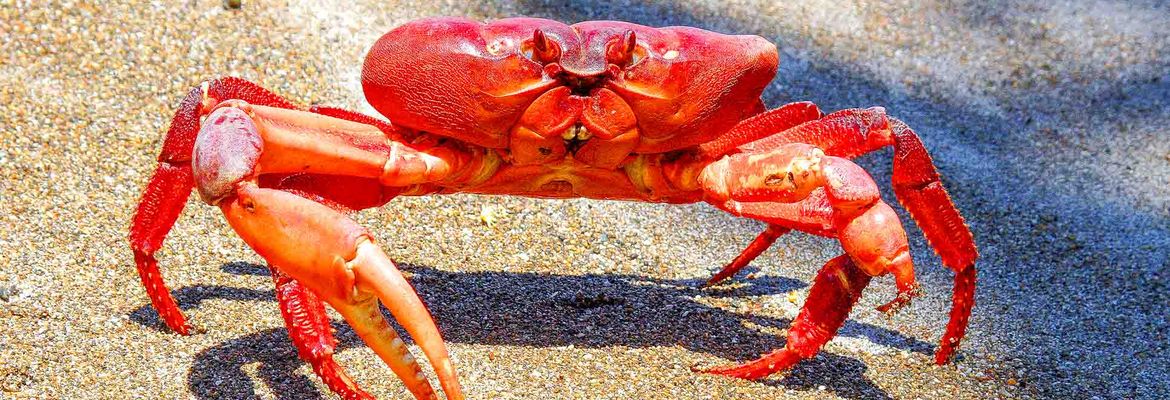 red crab on the sand osa peninsula