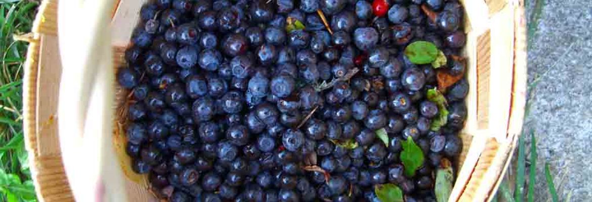 blueberries superfood