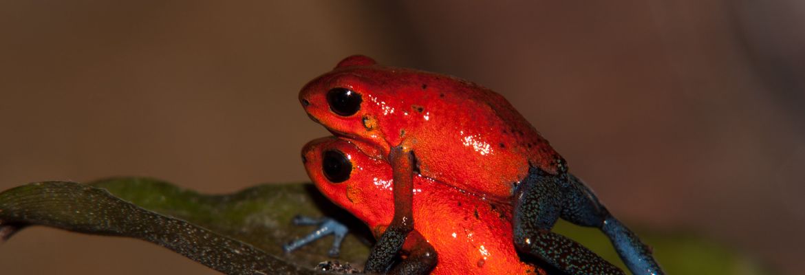 blue jeans frogs mating 1