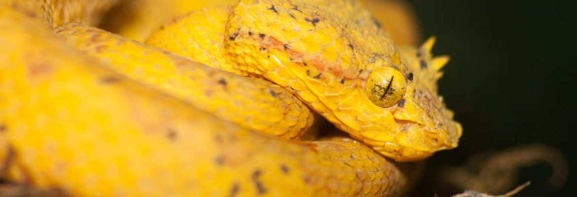 yellow pit viper monteverde