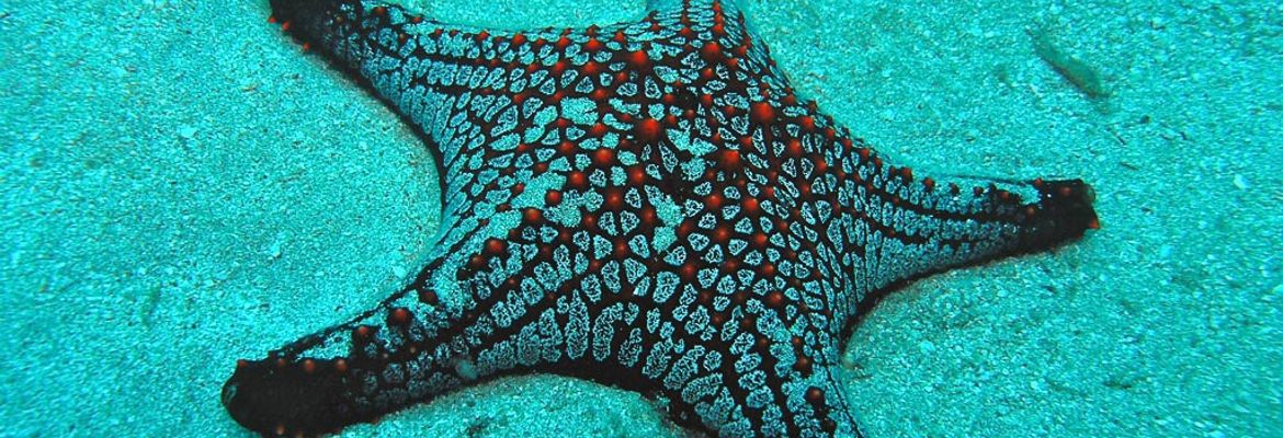 starfish underwater 56