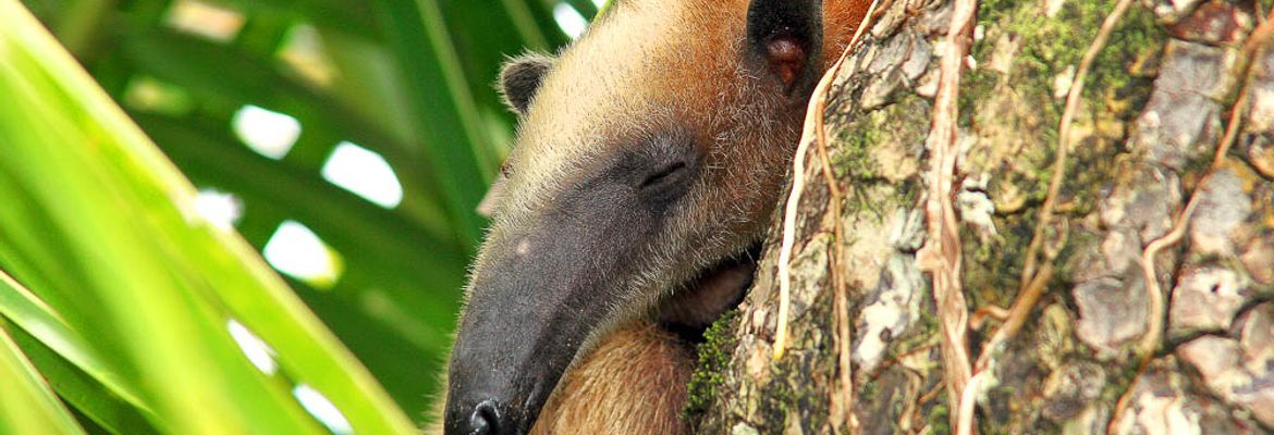 corcovado anteater 2