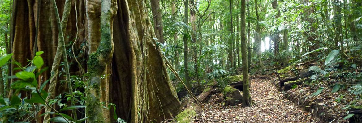 curi cancha cloud forest 1