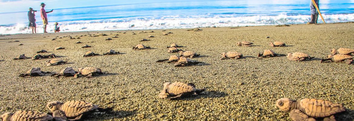 turtle sprinting to the ocean at playa piro
