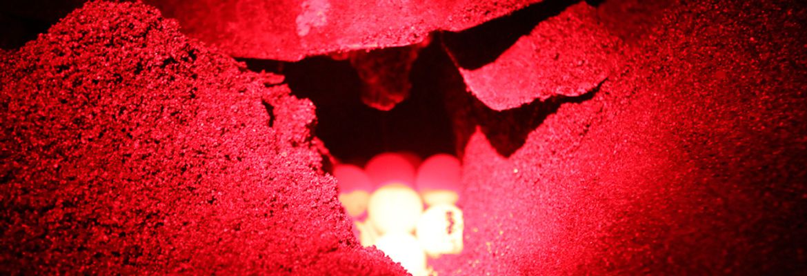 laying eggs camaronal 3