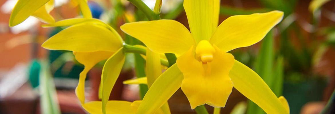 yellow orchids palmares