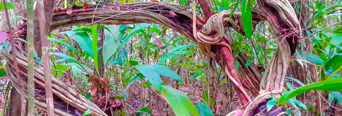 strangler tree corcovado canopy tour