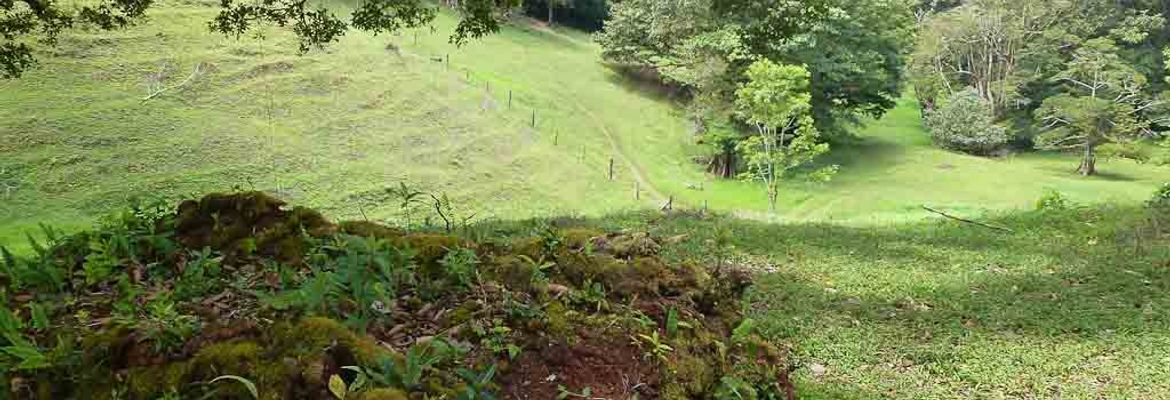curi cancha pasture reforestation 2