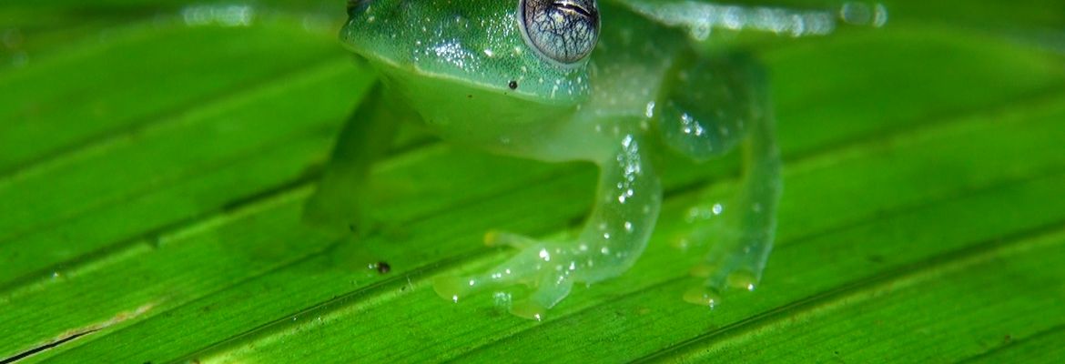 dusty glass frog