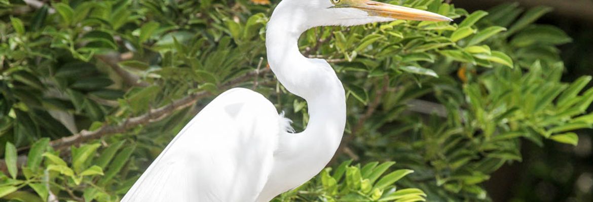 great egret standing 6