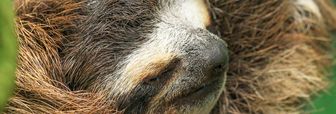 sloth sanctuary three toed face 1
