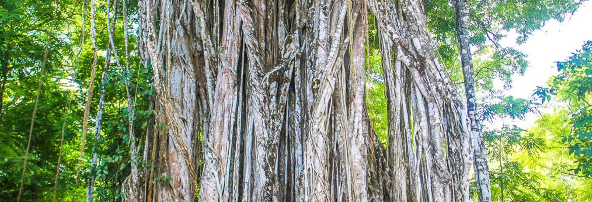 cabuya strangler fig tree trunk view