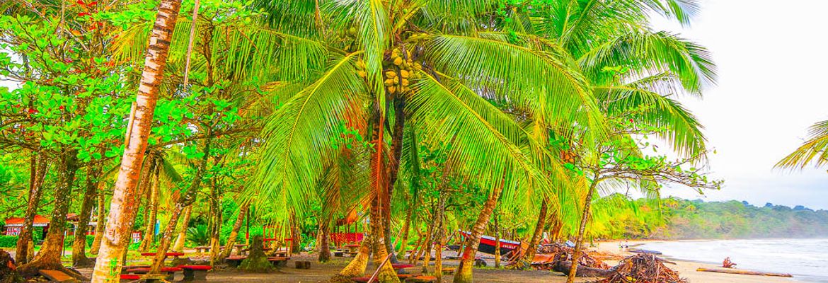 coconut palms playa manzanillo limon