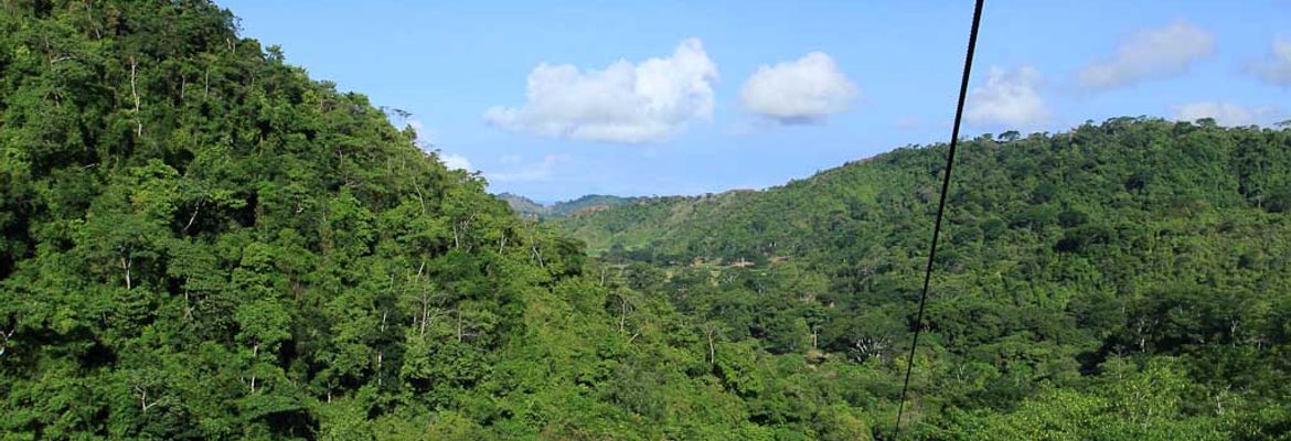 rainforest adventures landscape 3