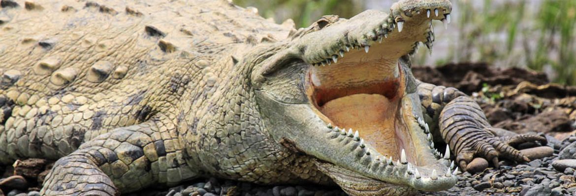 crocodile safari tour american croc 1