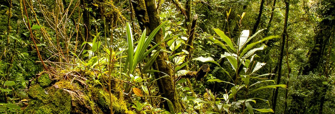 forest monteverde reserve 27
