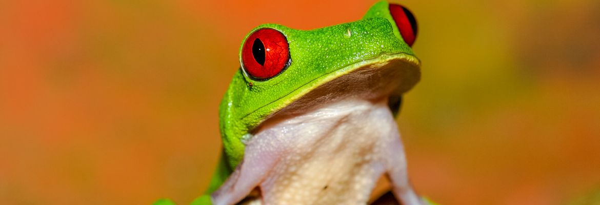 red eye green tree frog playa nicueza 7