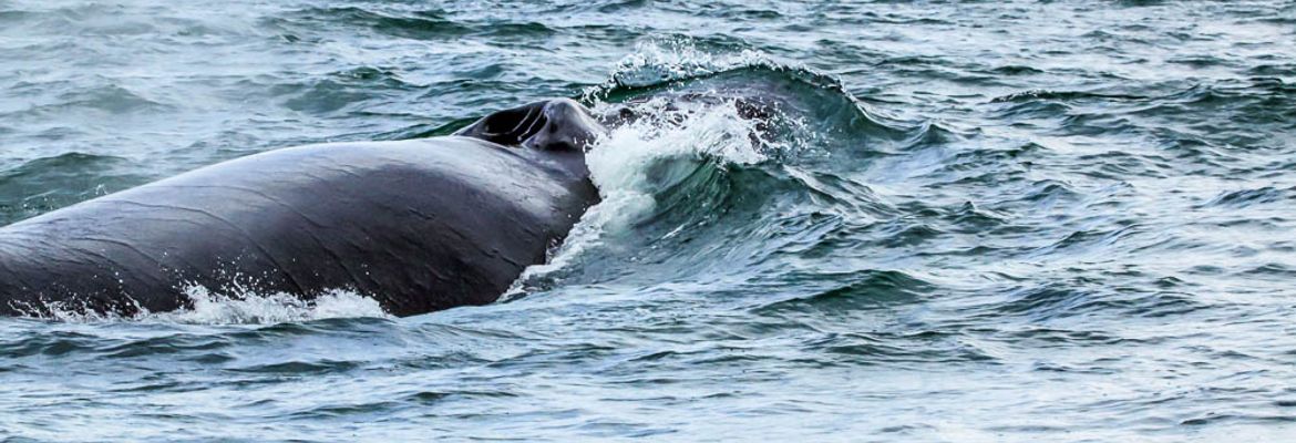 ballena aventura tour humpback closeup 1