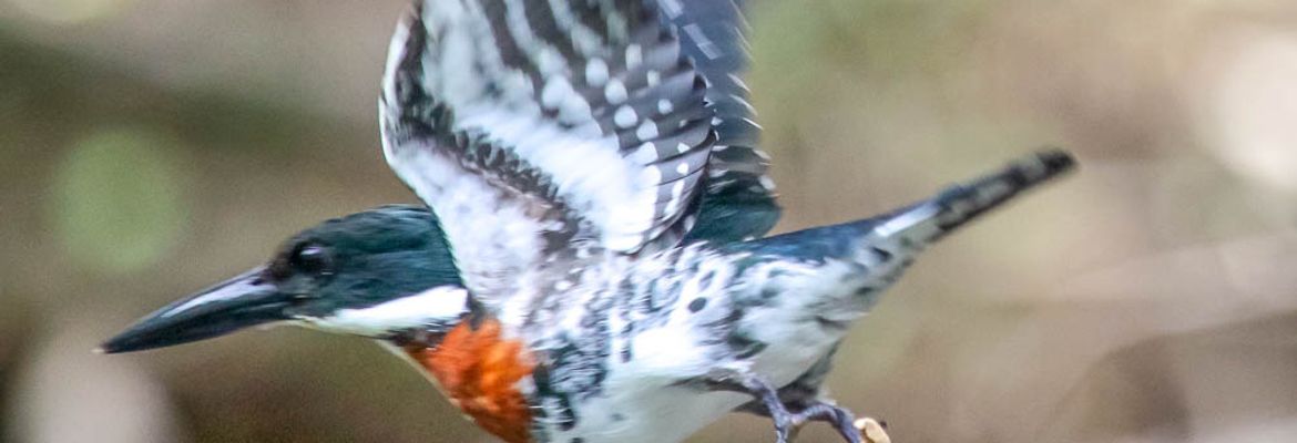 penas blancas amazon king fisher taking off