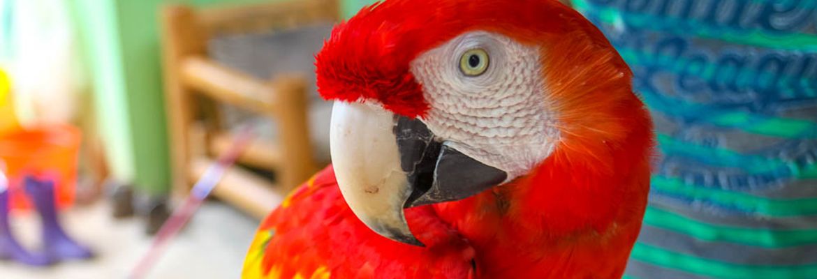 Scarlet Macaw Close Up at a Refuge