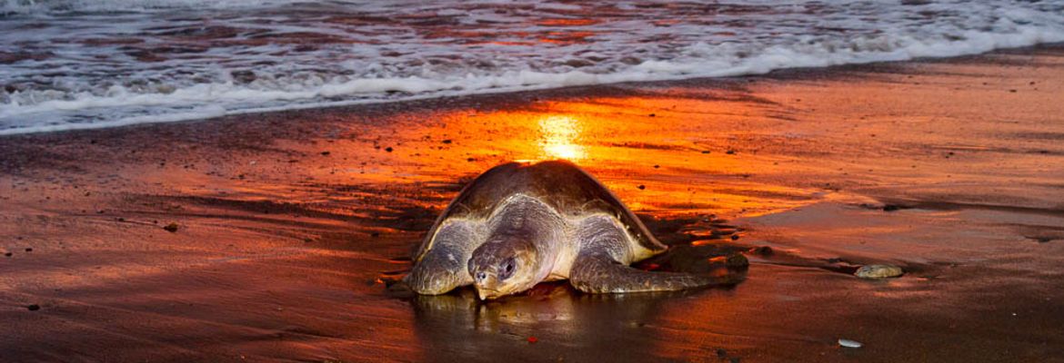 olive ridley going to nest ostional