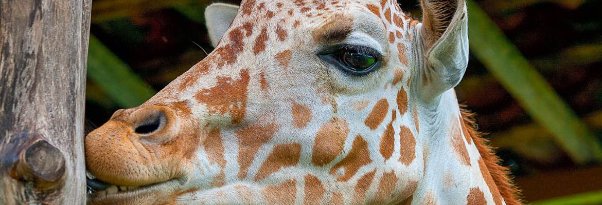 giraffe africa mia liberia