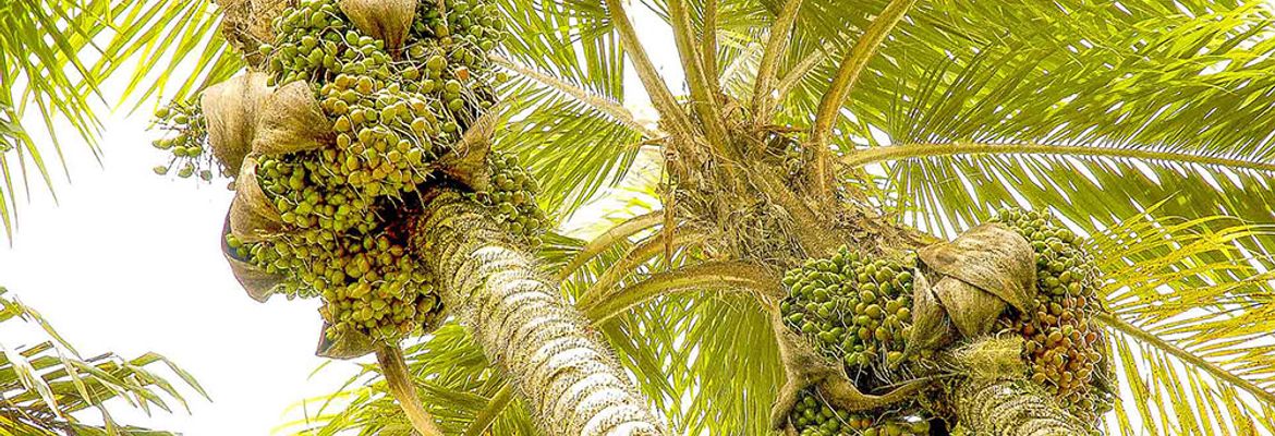 peach palm tree fruits pacuare